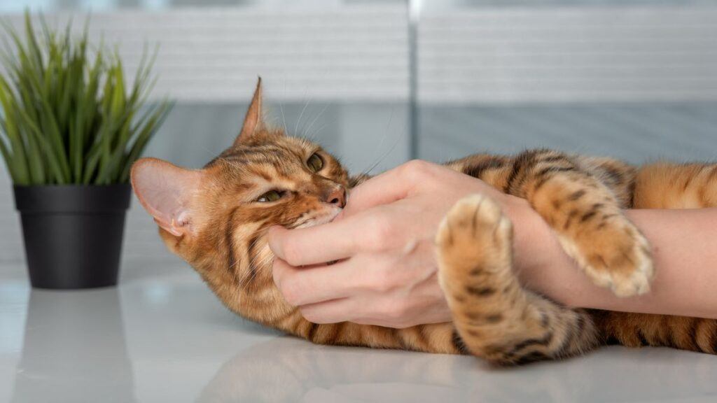 Cat Playfully Biting a persons hand