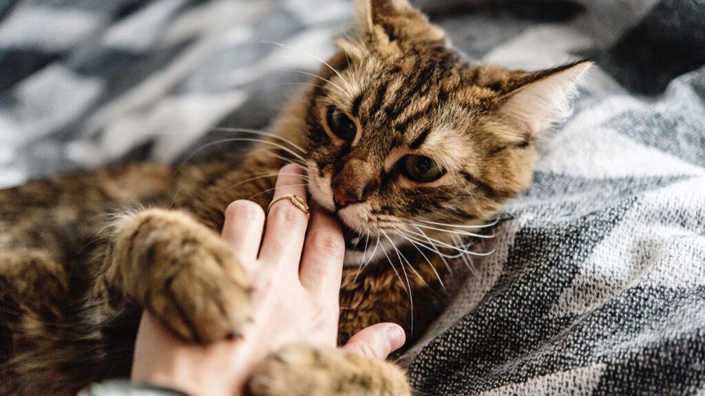 Cat on its back Playfully Biting a persons Hand