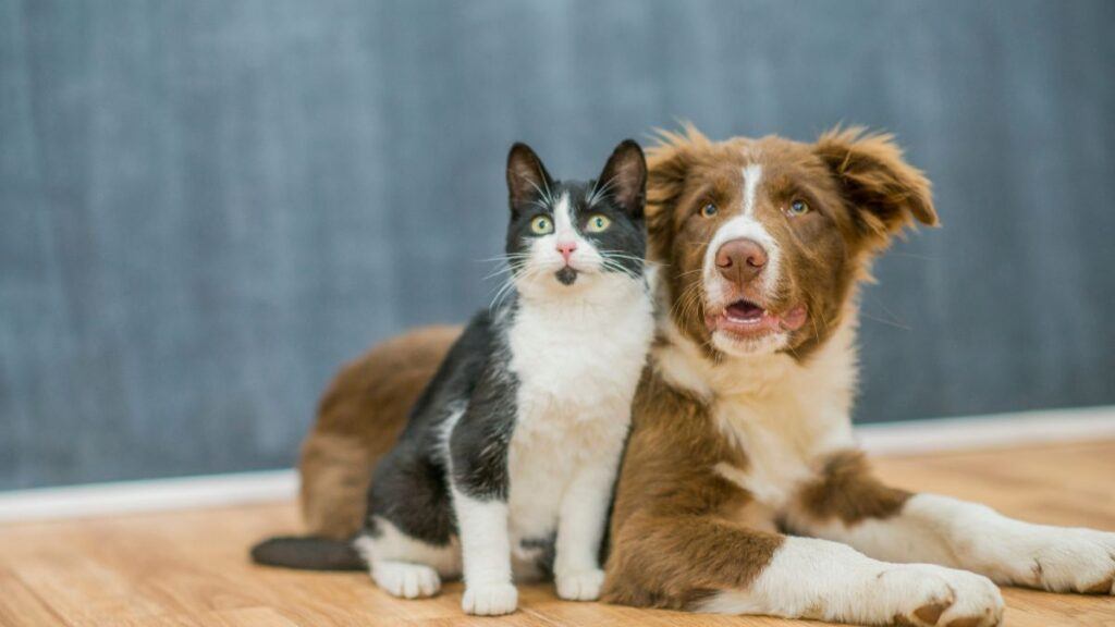 Cat Sitting Next to a Dog 