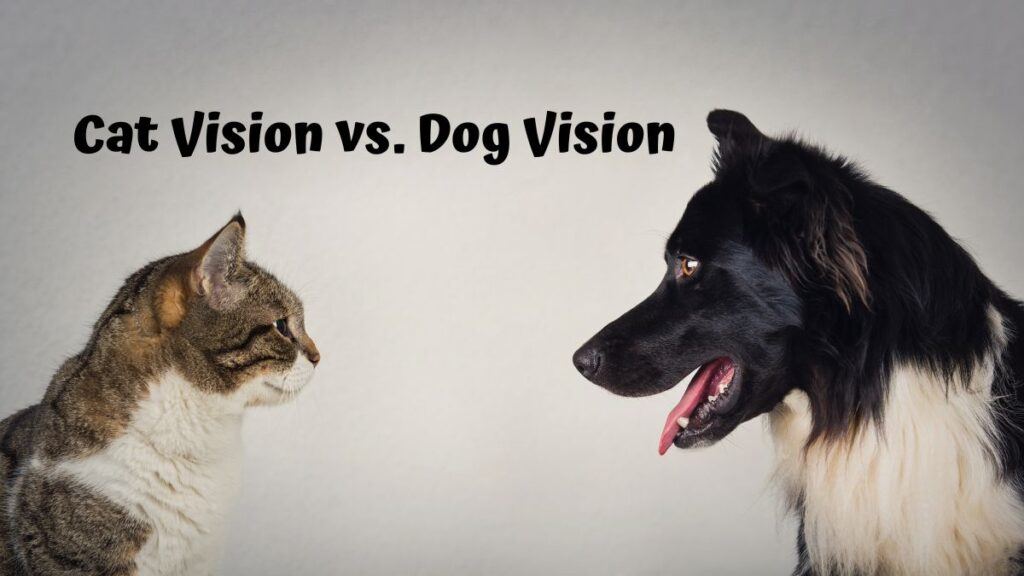 Cat Vision vs Dog Vision: Comparing Visual Abilities