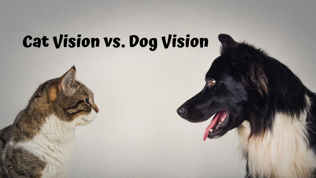 Cat and dog starring at each other - Cat Vision vs. Dog Vision