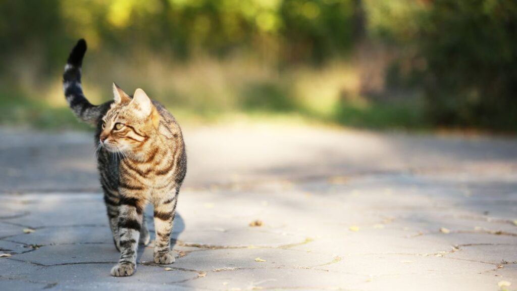 Cat Walking on a paved path Outside