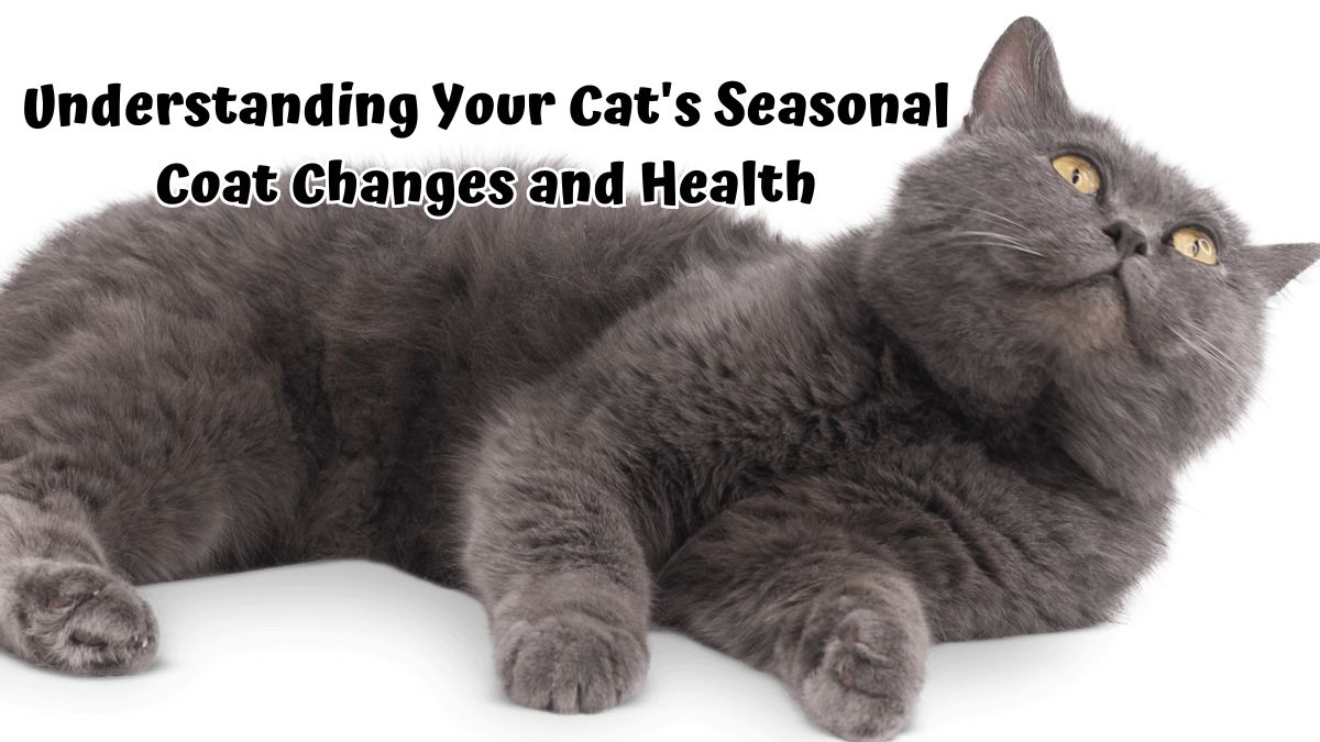 Grey cat lying down on a white background - Understanding Your Cat's Seasonal Coat Changes and Health