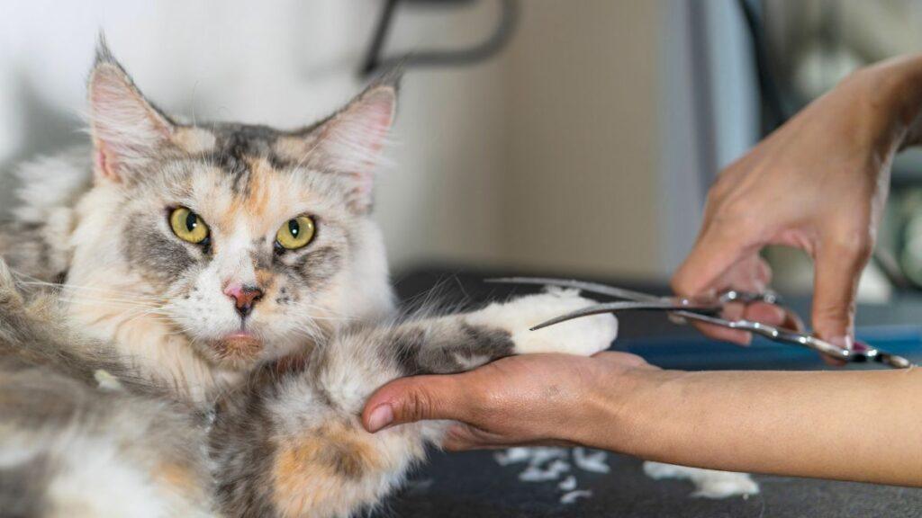 Person with grooming shear cutting a cats fur