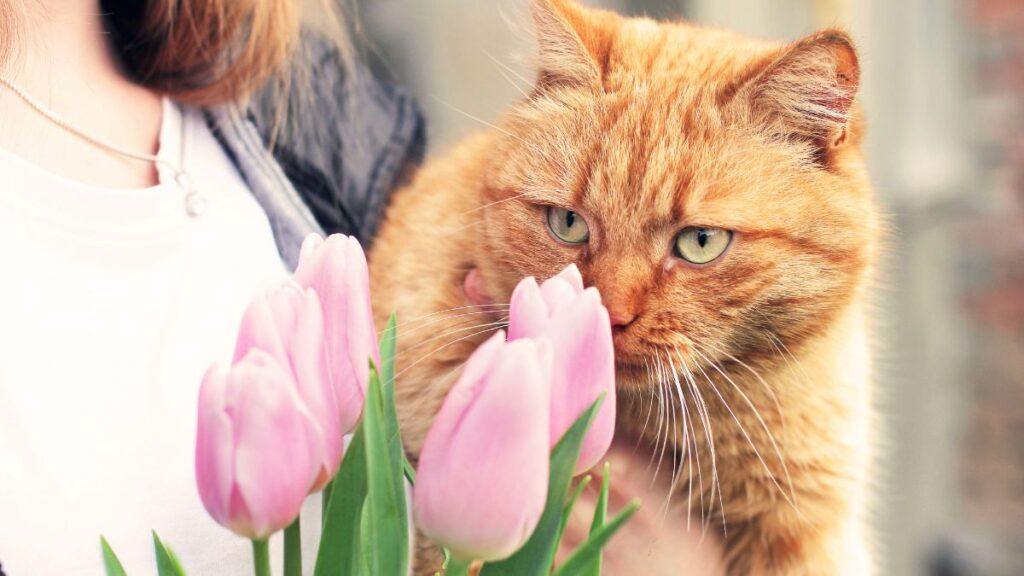 Man holding a cat that is smelling pink tulips