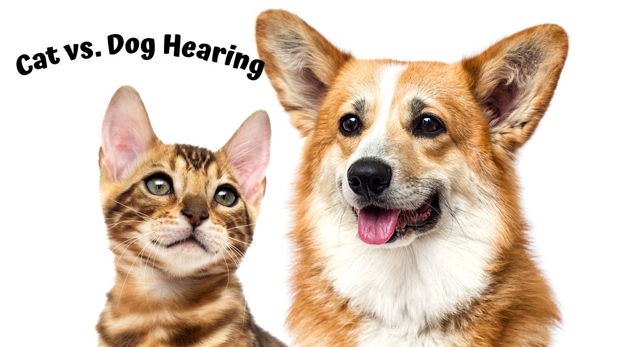 Cat and Dog with their ears up - Cat vs Dog Hearing