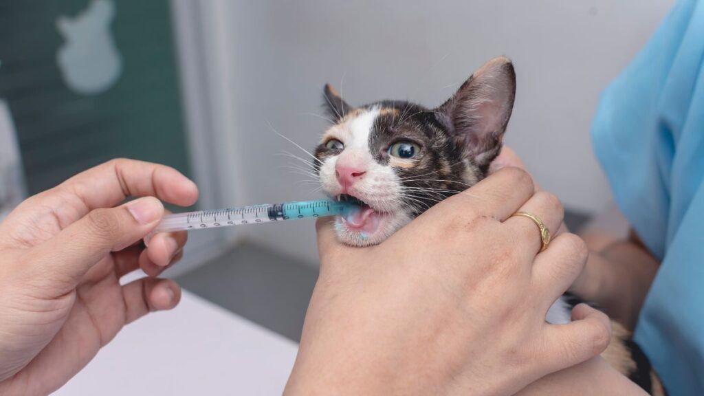 Cat being given deworming medicine in a syringe