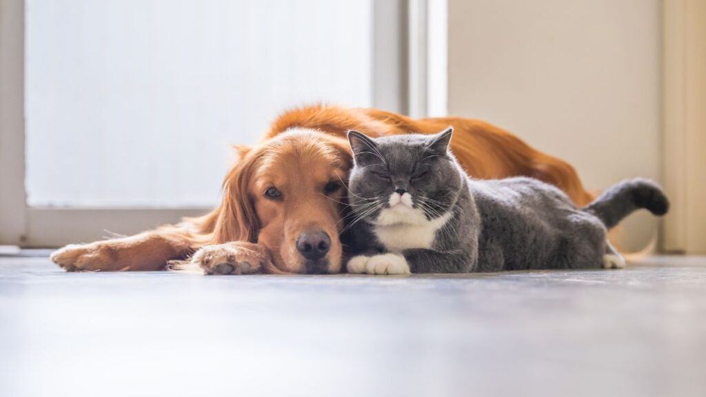 Dog lying next to a grey cat