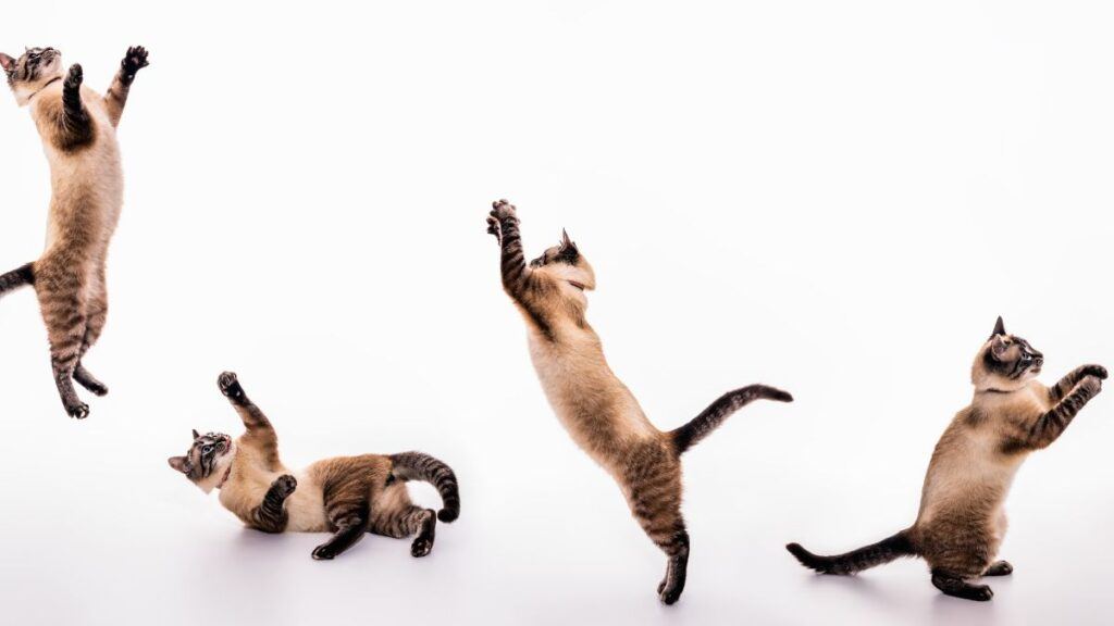 A set of images of a playful cat that plays, jumps, grabs, sways on the floor