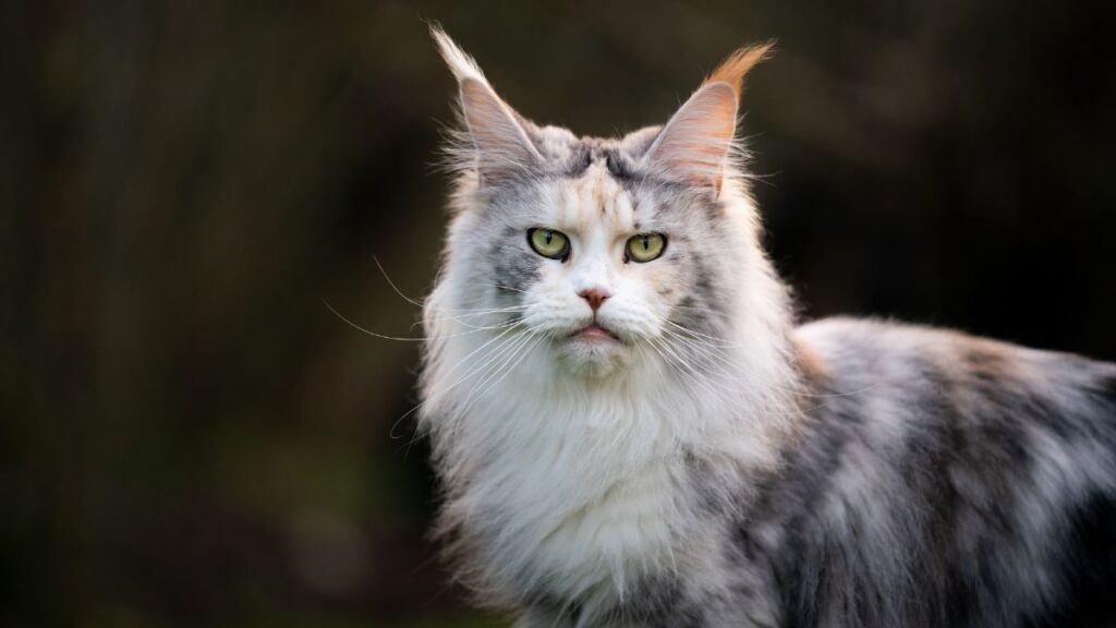 Beautiful white and grey Maine Coon Cat