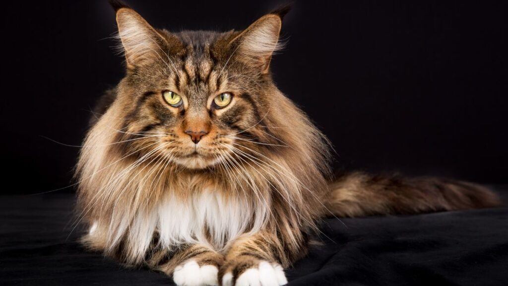 Maine Coon Cat lying down with a black background