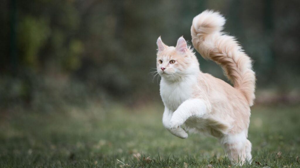 Cream and white colored Maine Coon cat with a bushy tail running in a meadow