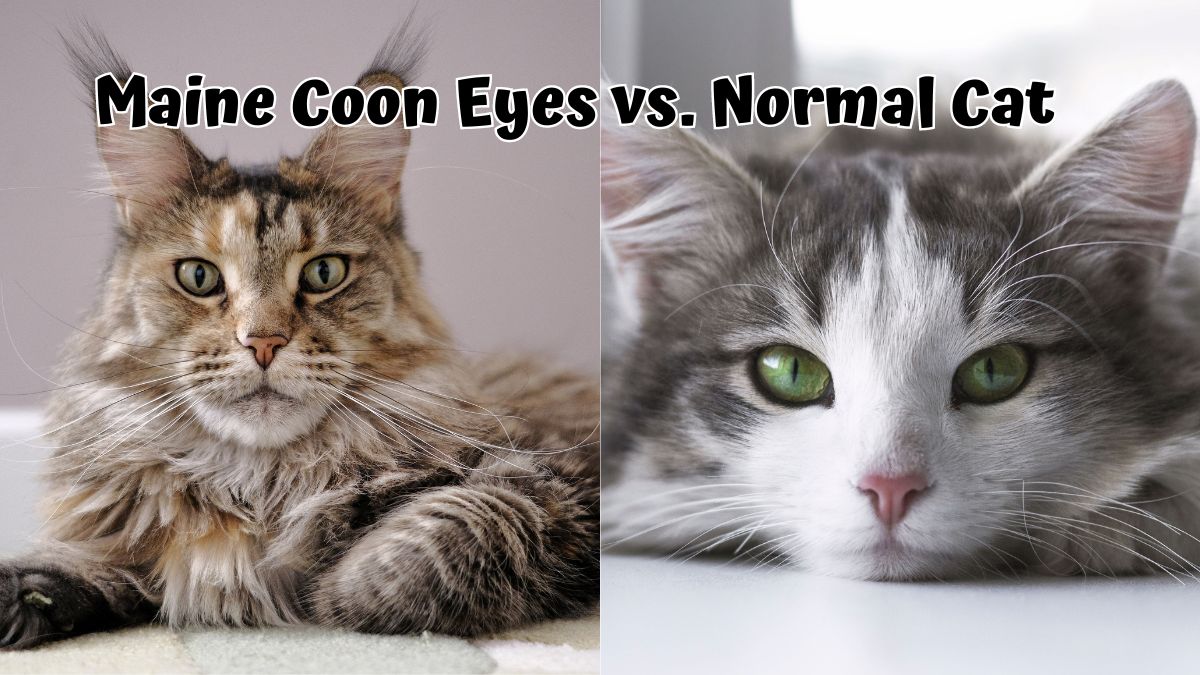 Image of a Maine Coon and a Normal Cat
