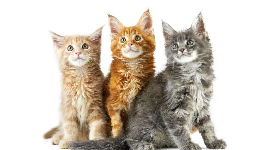 Three Maine Coon kittens with white background