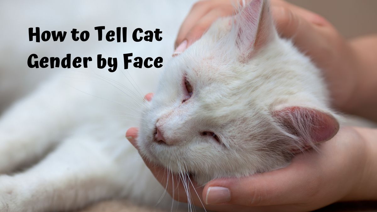 White Cat being cuddle - How to tell cat gender by face