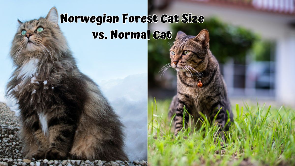 Norwegian Forest Cat next to a normal cat - Norwegian Forest Cat Size vs. Normal Cat