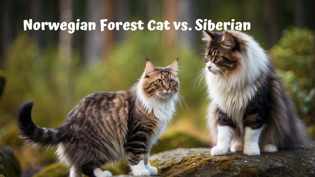 Norwegian Forest Cat and Siberian Cat in the woods