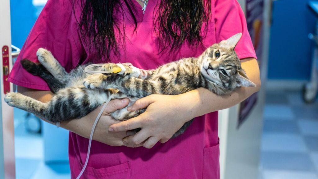 Nurse holding a sick cat