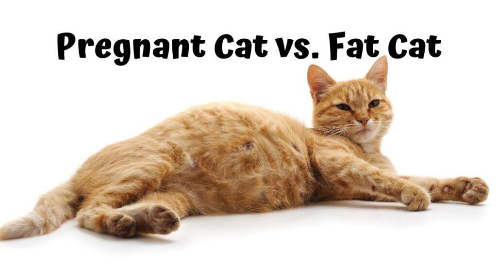 Understanding Your Cat’s Body Signs of Pregnancy or Excess Weight