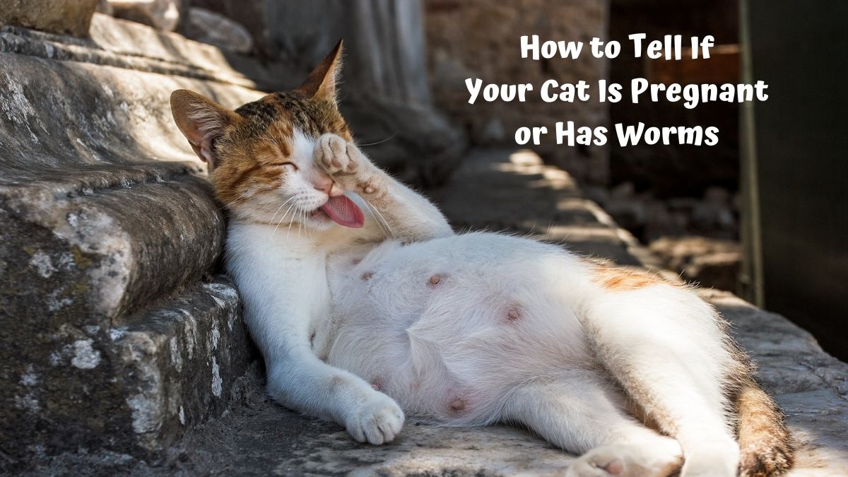 Pregnant Cat lying on her back rubbing her eye - How to tell if your cat is pregnant or has worms