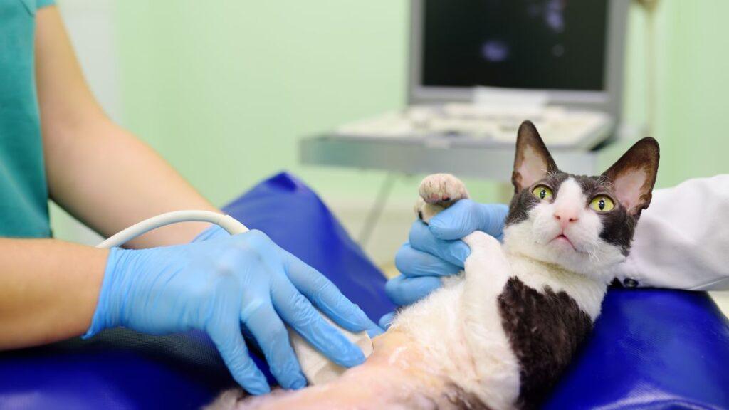 Pregnant cat getting an ultrasound at the vet