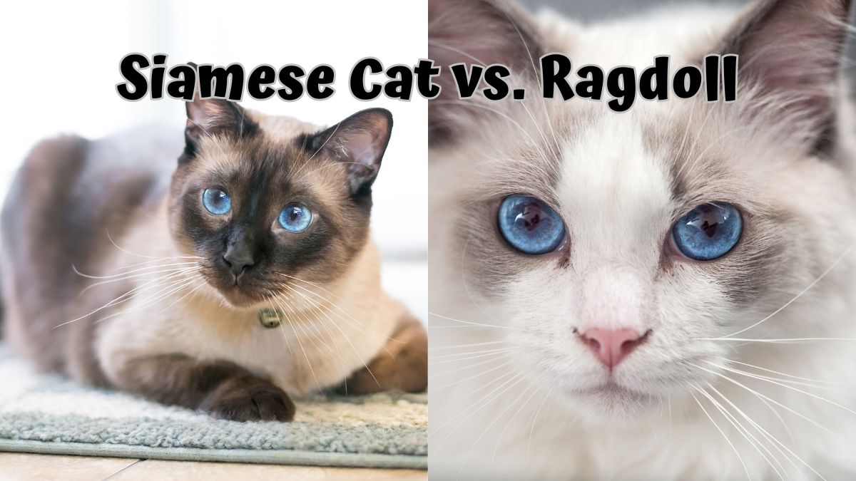 Siamese and Ragdoll cat side by side