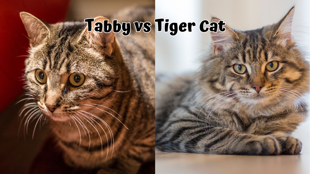 Image of a tabby and tiger cat