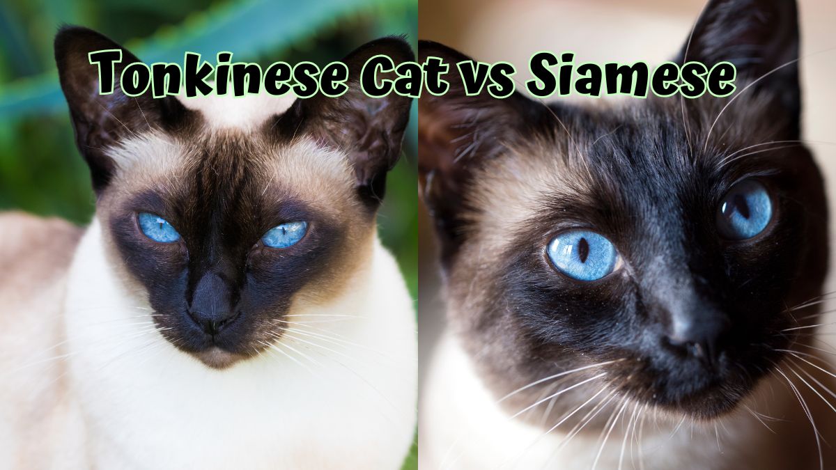 Tonkinese and Siamese Cat side by side