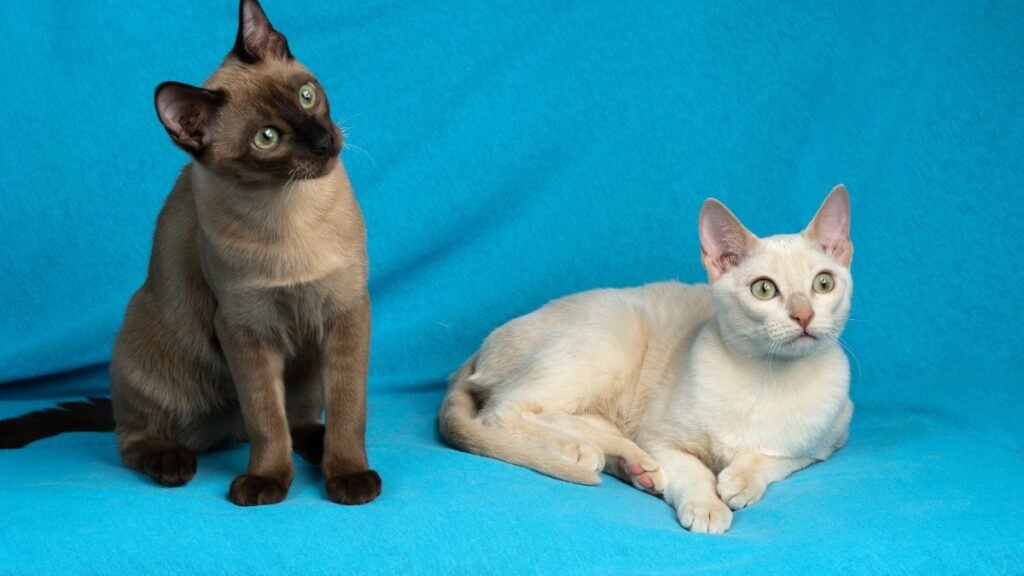 Two young tonkinese cats of fawn and seal mink colors on the blue cloth background