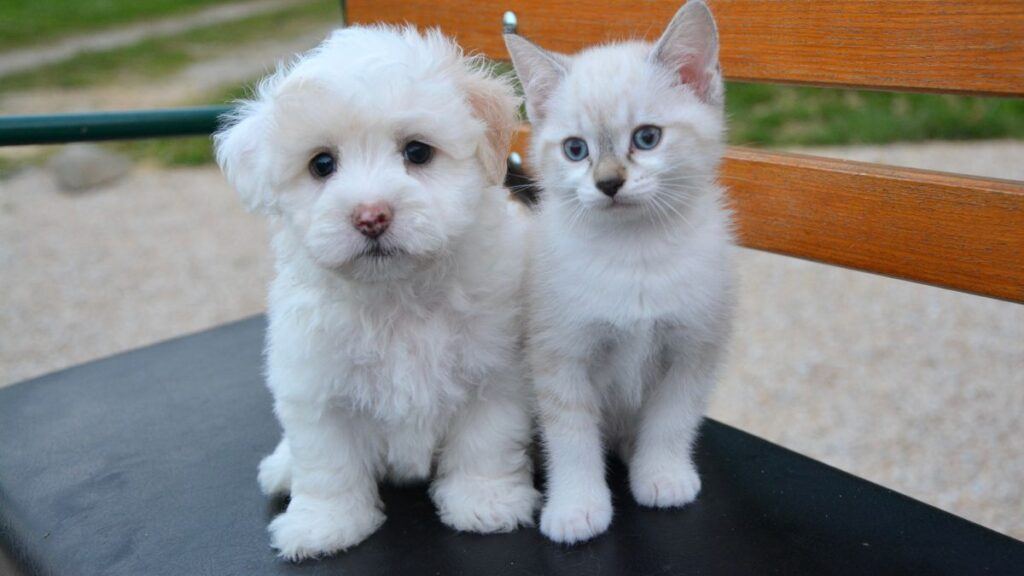 White Dog and White Cat