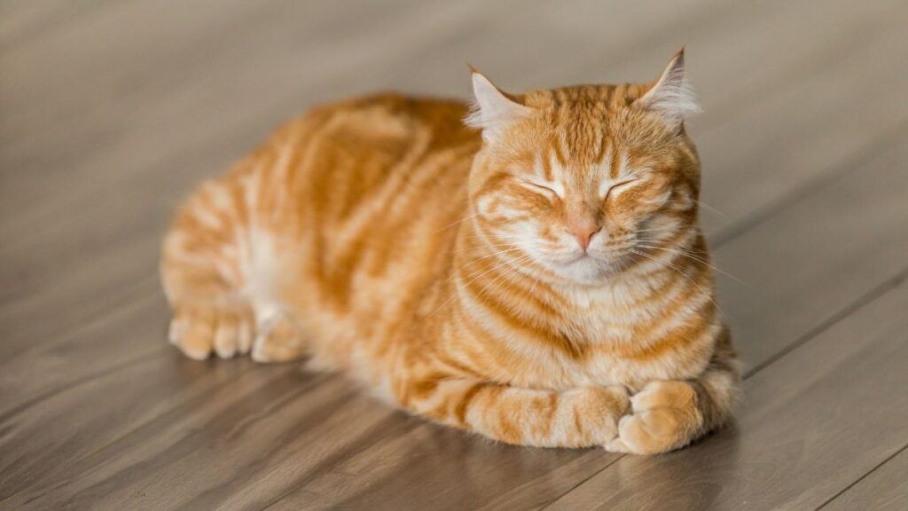 Orange Cat Sleeping