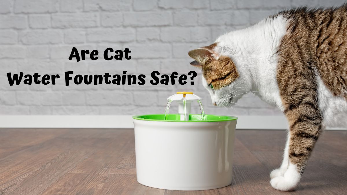 Cat drinking out of a water fountain - Are Cat Water Fountains Safe?