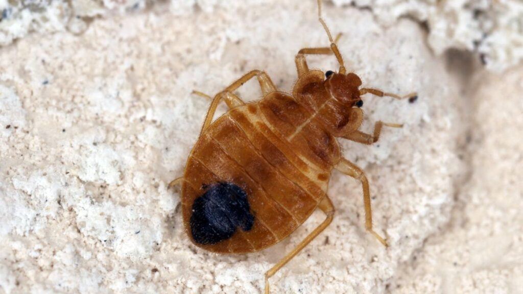 Bed bug Cimex lectularius parasitic insects of the cimicid family feeds on human blood