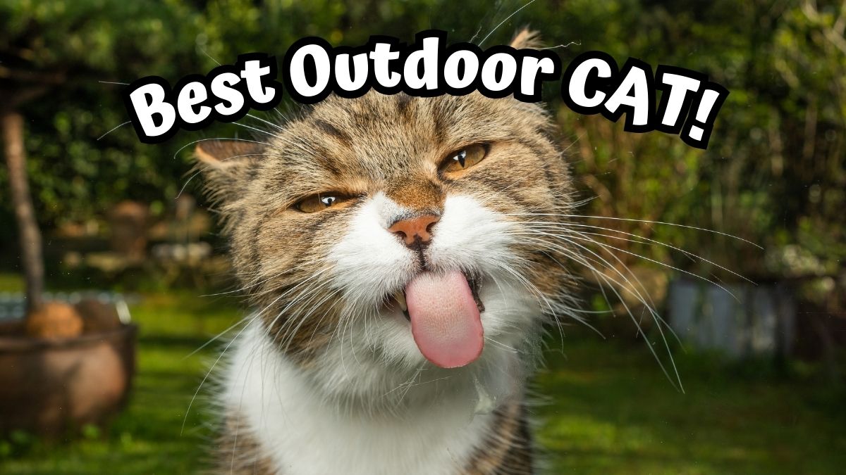 Cat sticking its tongue out - Best Outdoor Cat