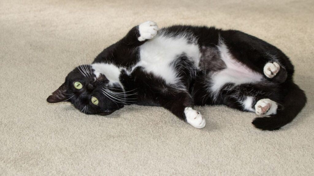 Black and white cat rolling on the floor