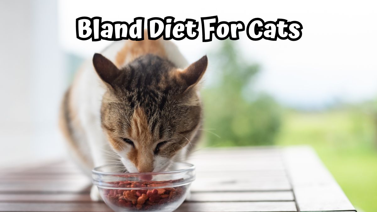 Cat eating cat food in a glass bowl - Bland Diet for Cats