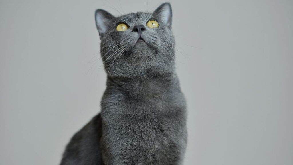 Grey British Short Hair Cat 