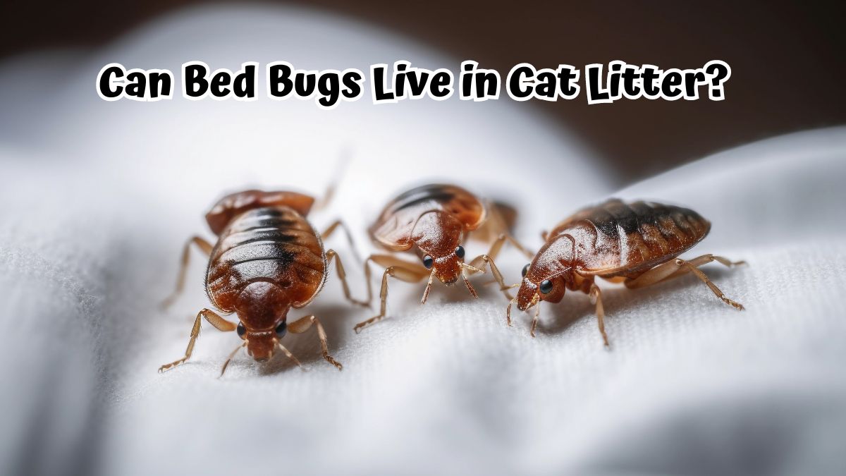 Bed bugs on a white cloth, macro, Generative AI