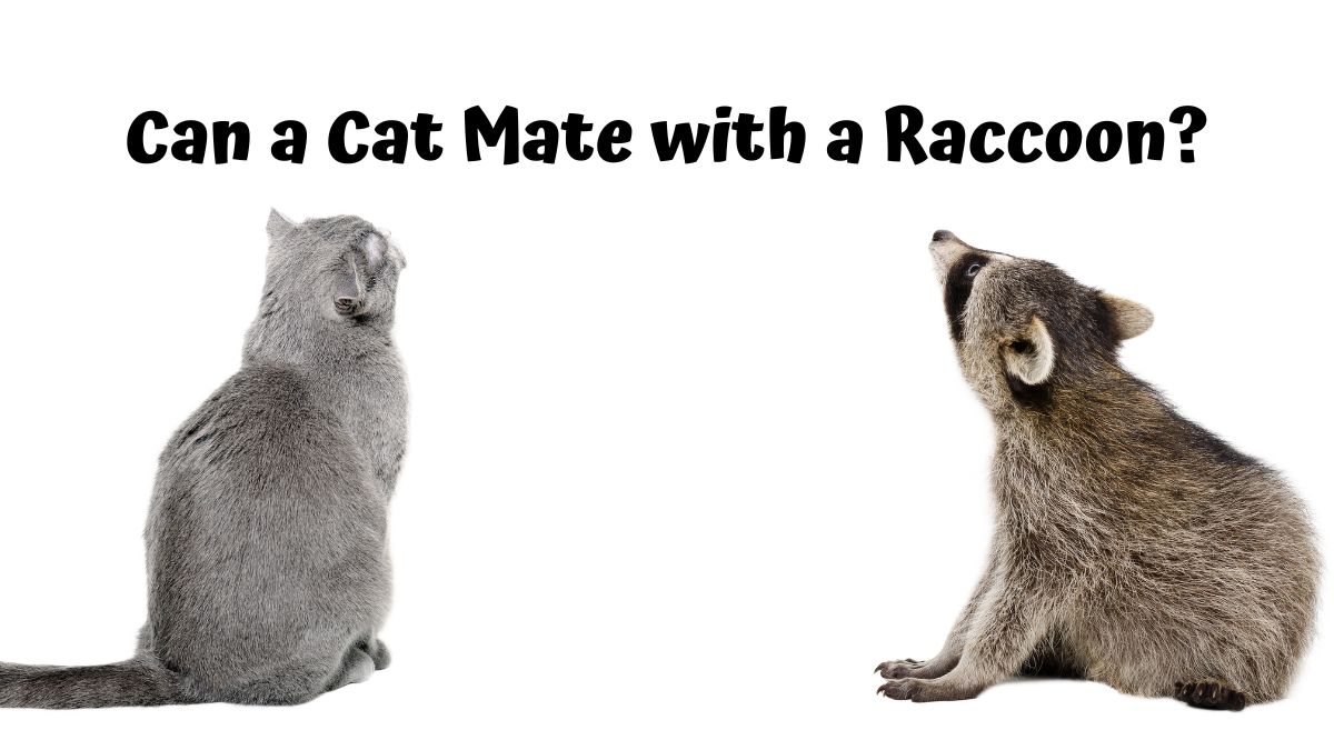 A cat and raccoon looking up on a white background - Can a Cat Mate with a Raccoon?