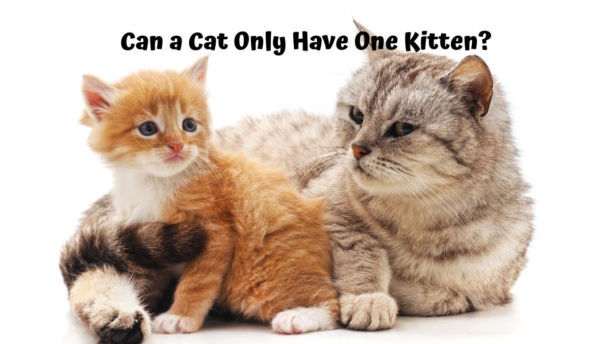 Mother cat and her kitten - Can a Cat Only Have One Kitten