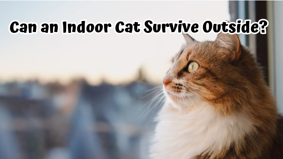 Indoor cat gazes outside through the window - Can an Indoor Cat Survive Outside?