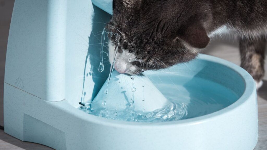 Cat drinking out of a blue water fountain