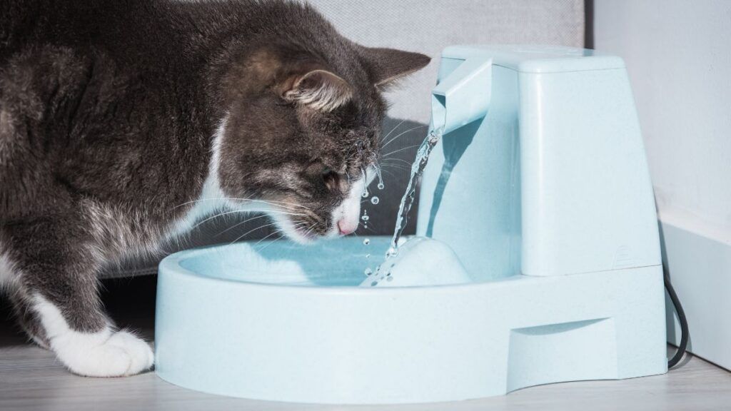 Cat Drinking Out of a Fountain