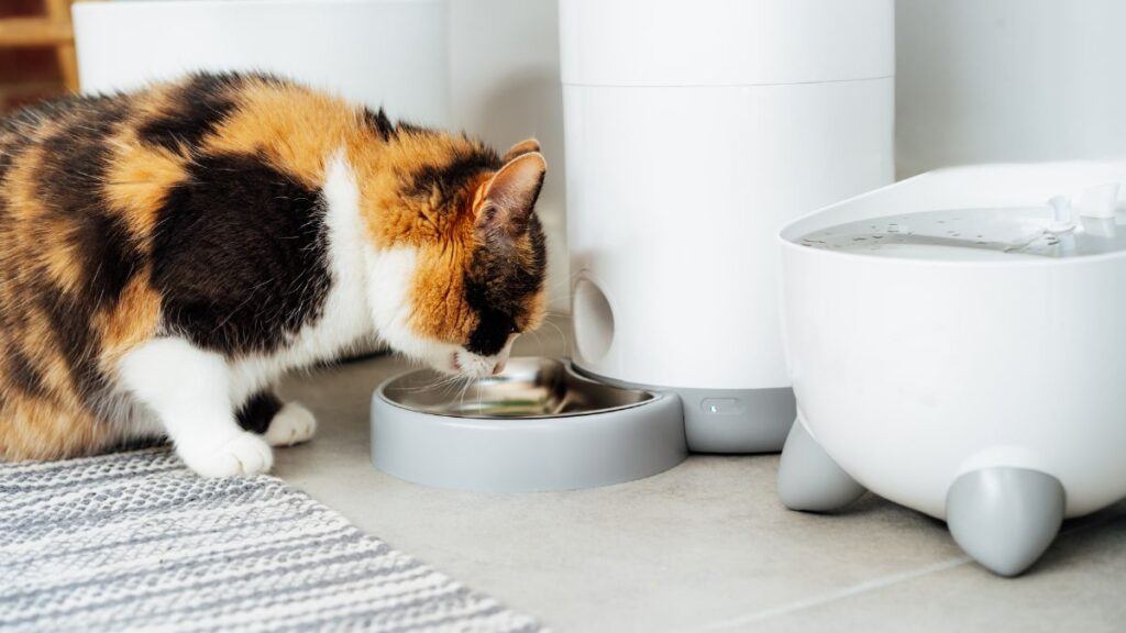 Cat Eating From Cat Food Dispenser with water fountain near by