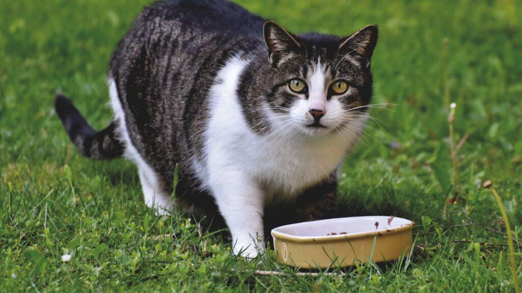 Black and White cat eating from a tin on the grass