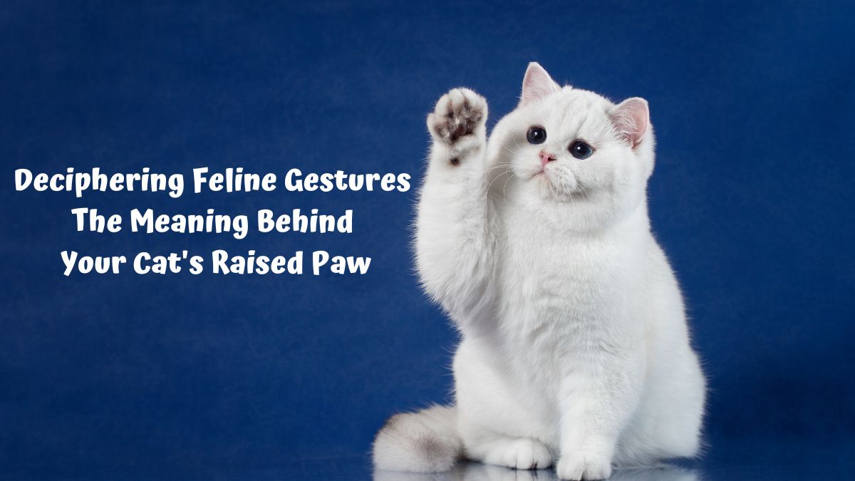 White cat holding paw up while sitting on a blue background