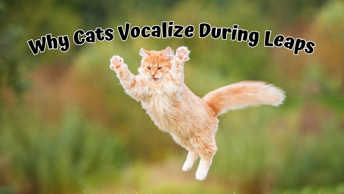 Decoding the Secrets of Feline Acrobatics: Why Cats Vocalize During Leaps