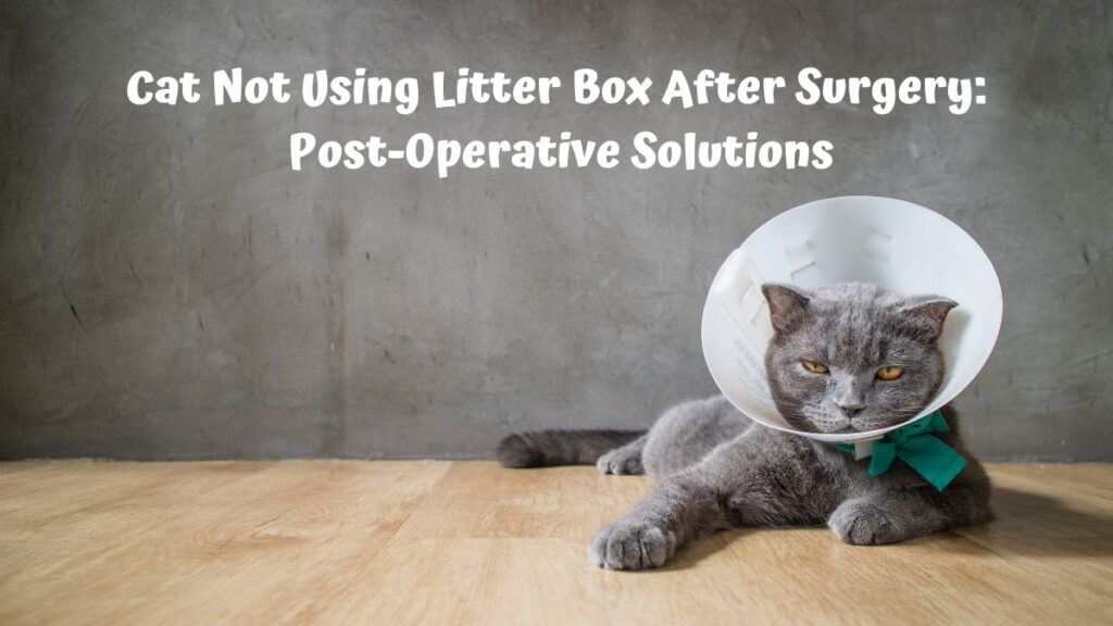 Cat Not Using Litter Box After Surgery: Post-Operative Solutions