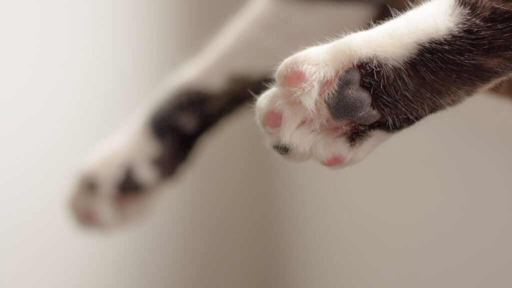 Cat Paws