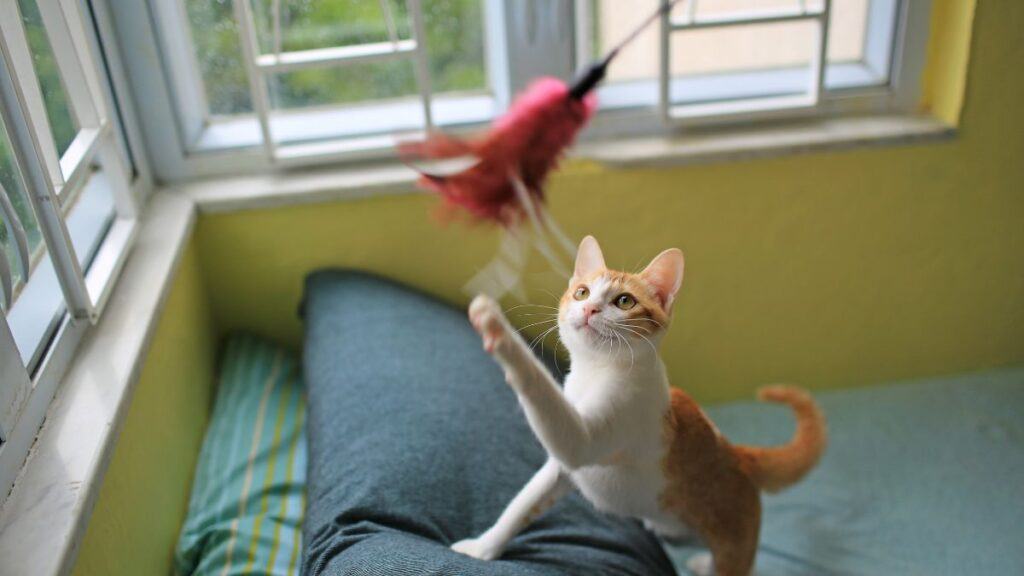 Cat Playing With Toy